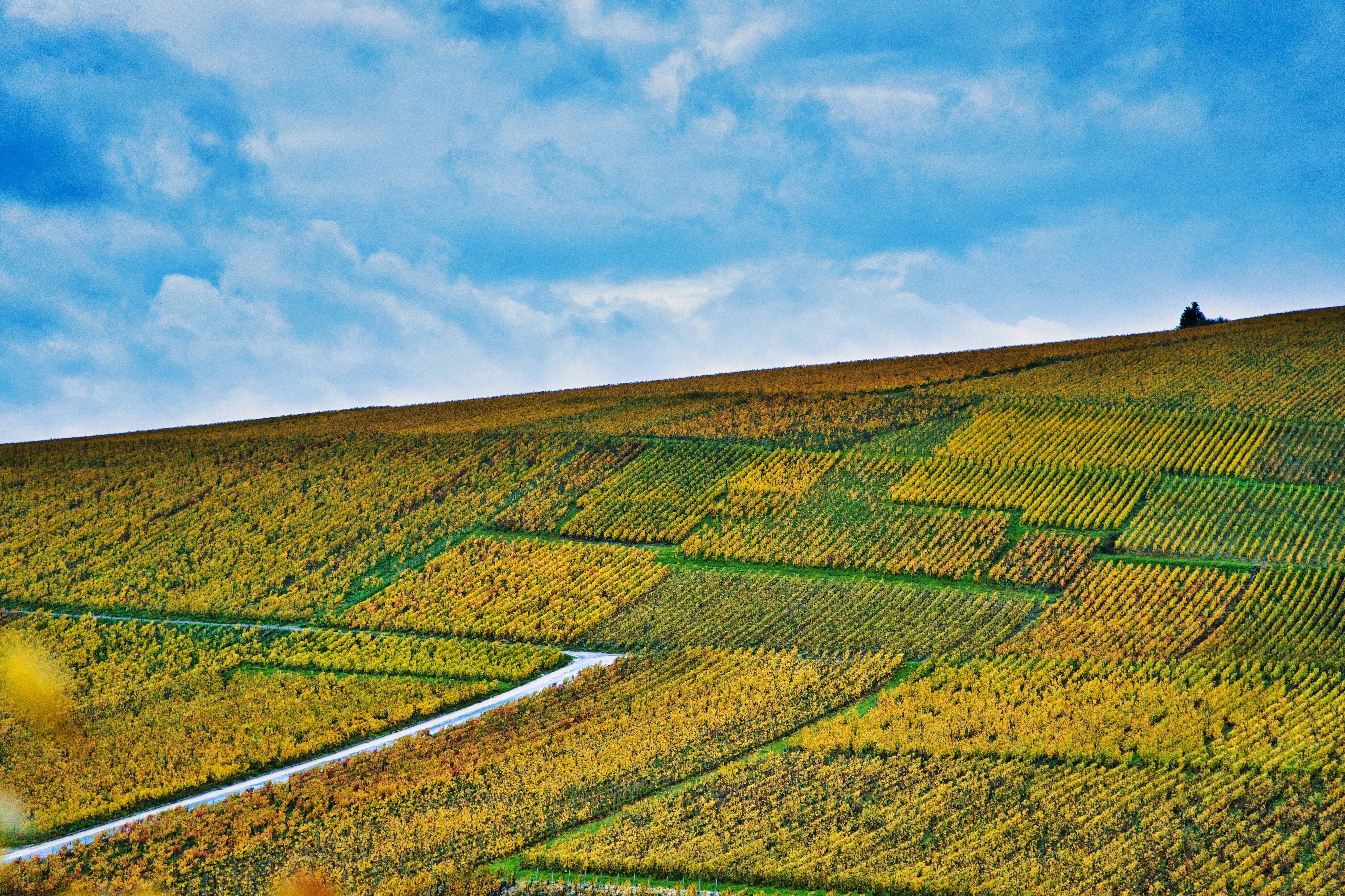 Sannio Top Wines 2026 a Benevento. Dalle colline del Taburno alle guide internazionali