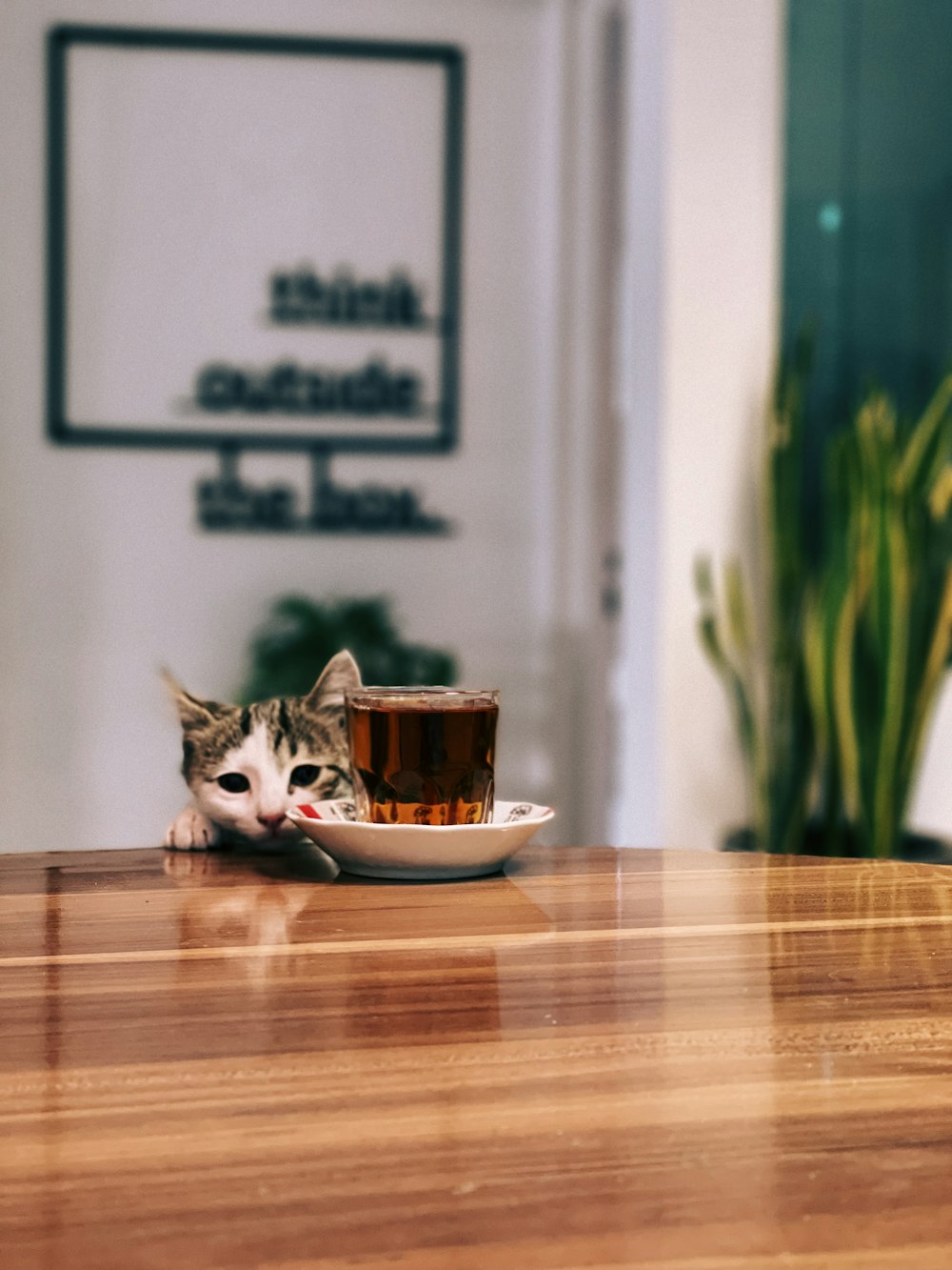 Un gato acostado encima de una mesa de madera