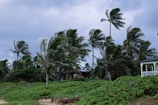 A coastal scene featuring lush green vegetation and tall palm trees swaying in strong winds. In the background, there are two small structures, one partially obscured by the trees. The sky is overcast with dark gray clouds, indicating stormy weather.