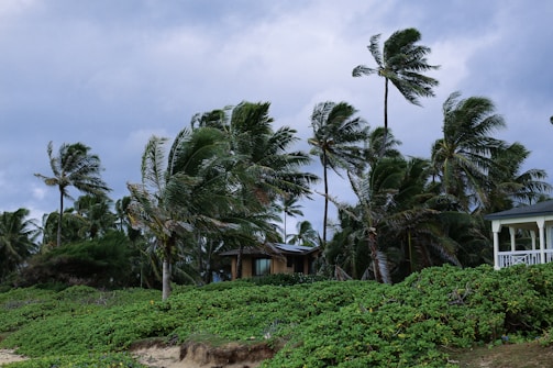 A coastal scene featuring lush green vegetation and tall palm trees swaying in strong winds. In the background, there are two small structures, one partially obscured by the trees. The sky is overcast with dark gray clouds, indicating stormy weather.