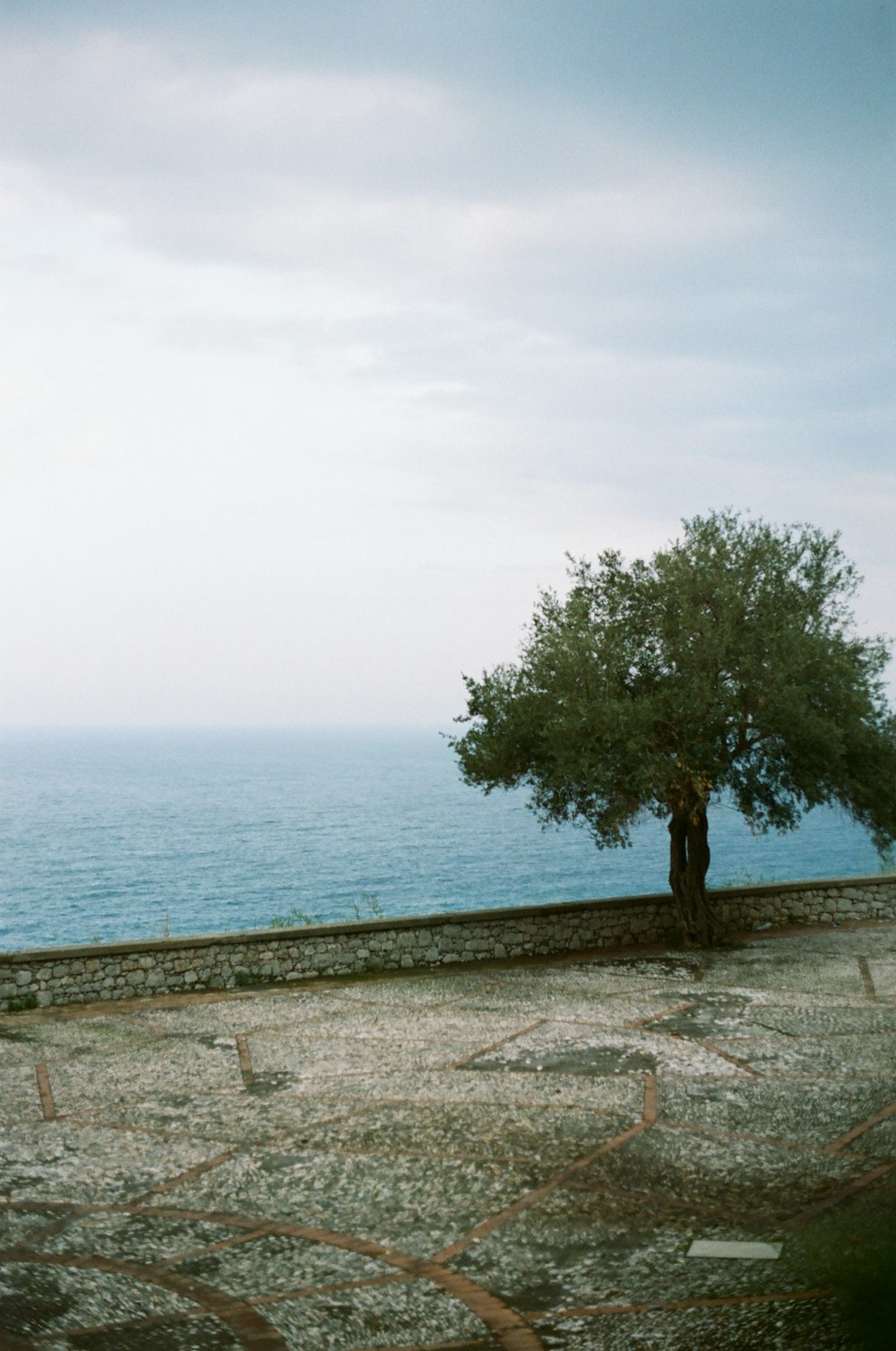 a lone tree on the edge of a cliff overlooking the ocean