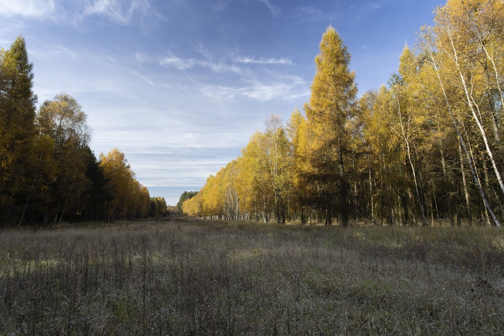 a forest filled with lots of tall trees