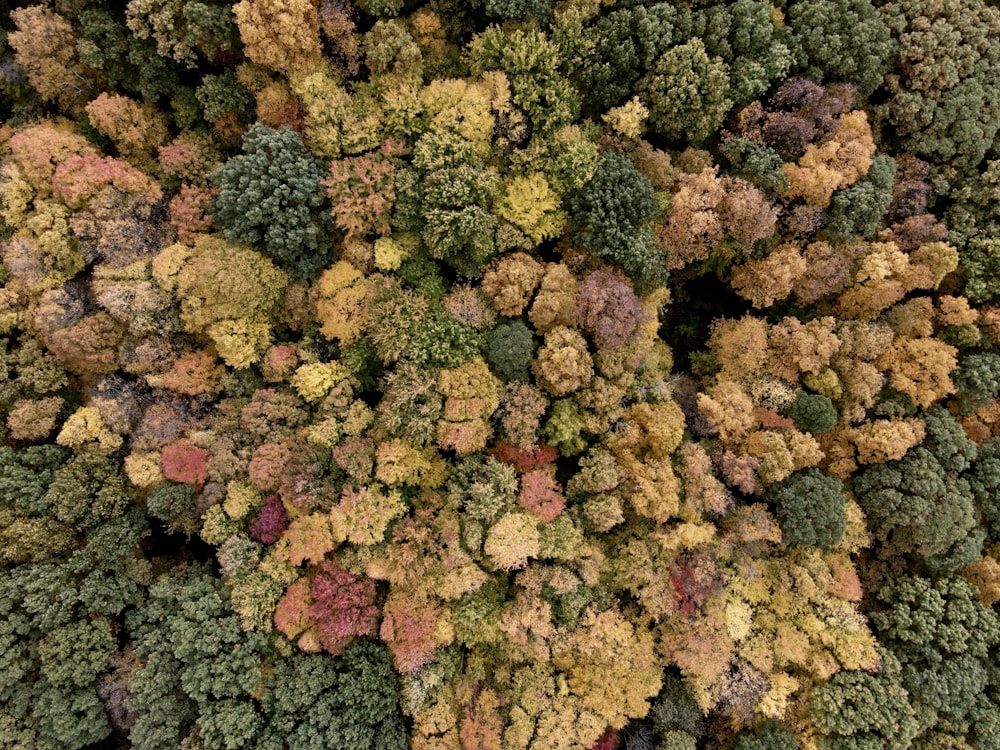 a group of trees that are all different colors