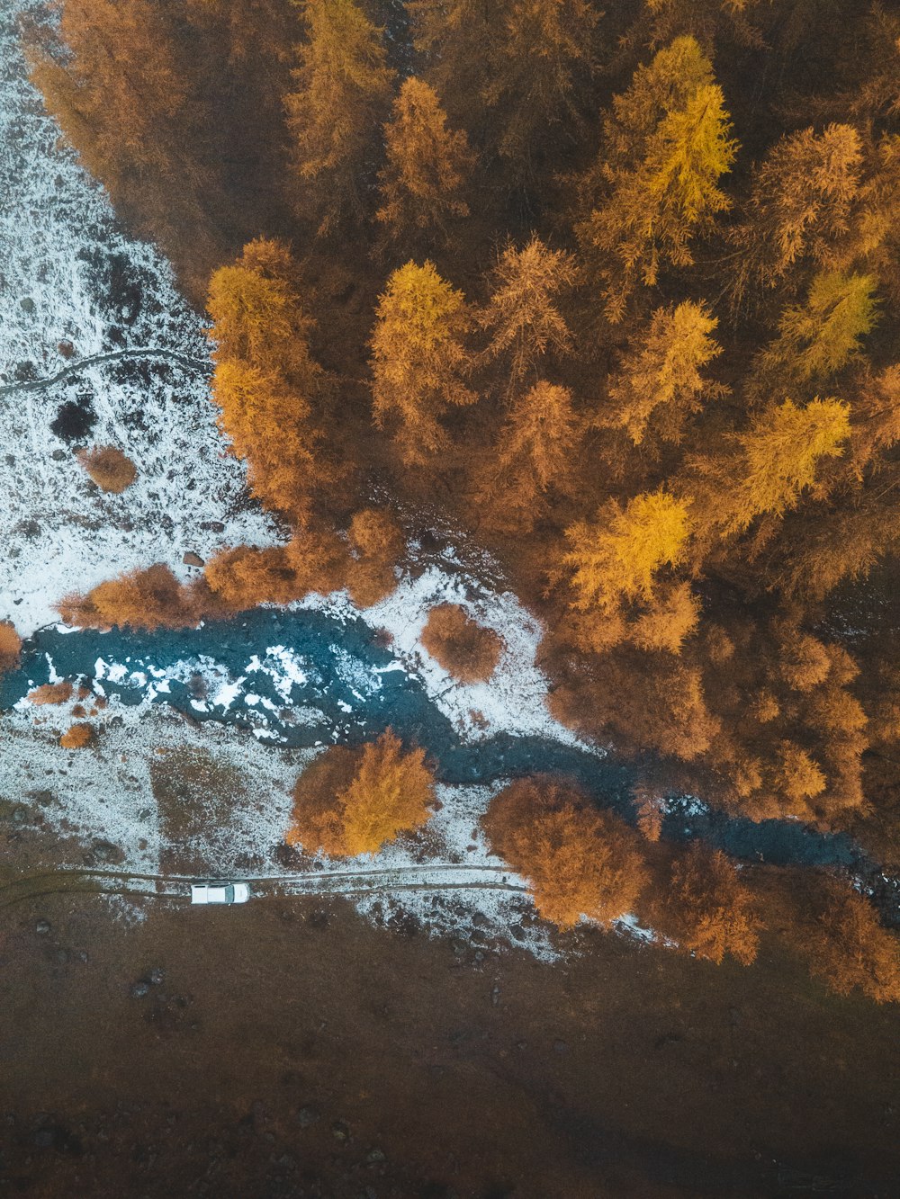 a close up of a tree