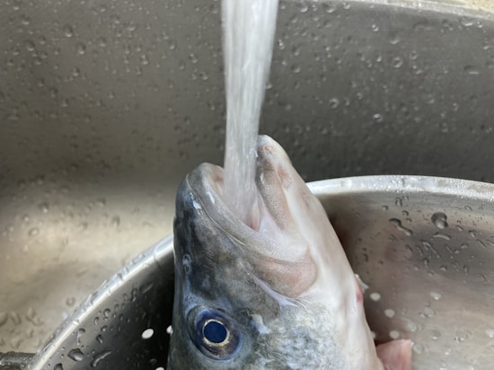 A fish with its mouth open is positioned in a metal sink or basin. Water is being poured directly into the fish's mouth, and droplets are visible all around the surface.