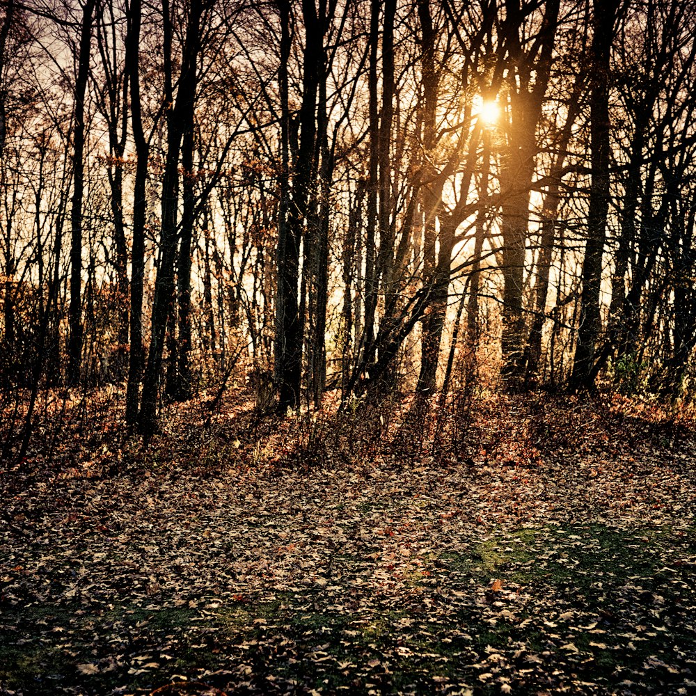 the sun is shining through the trees in the woods