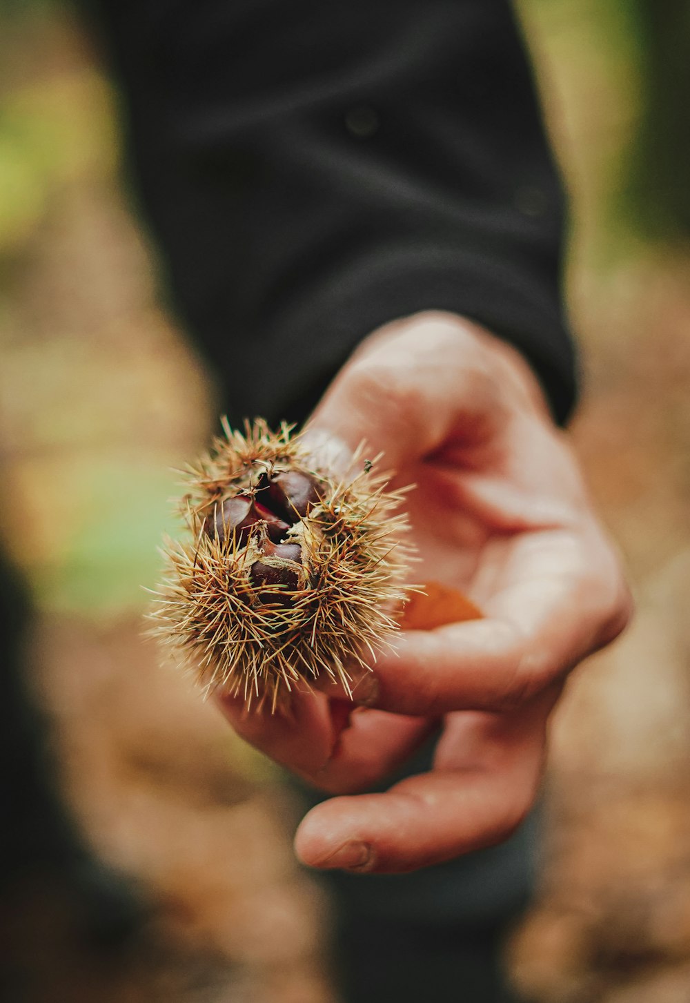 una persona sosteniendo una pequeña planta en la mano