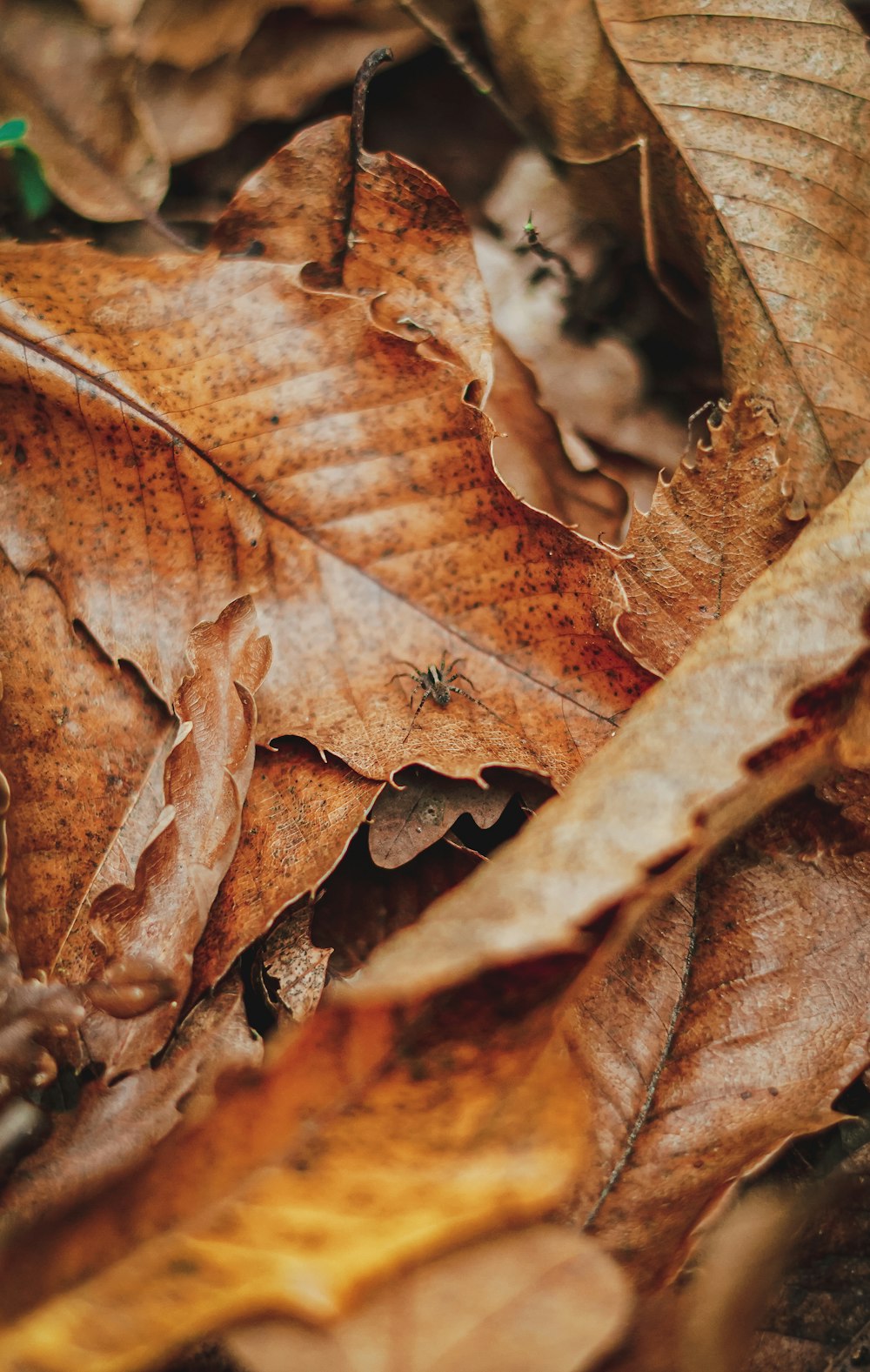 a close up of leaves on the ground