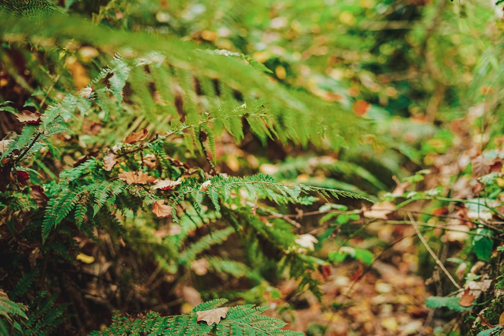 a forest filled with lots of green plants