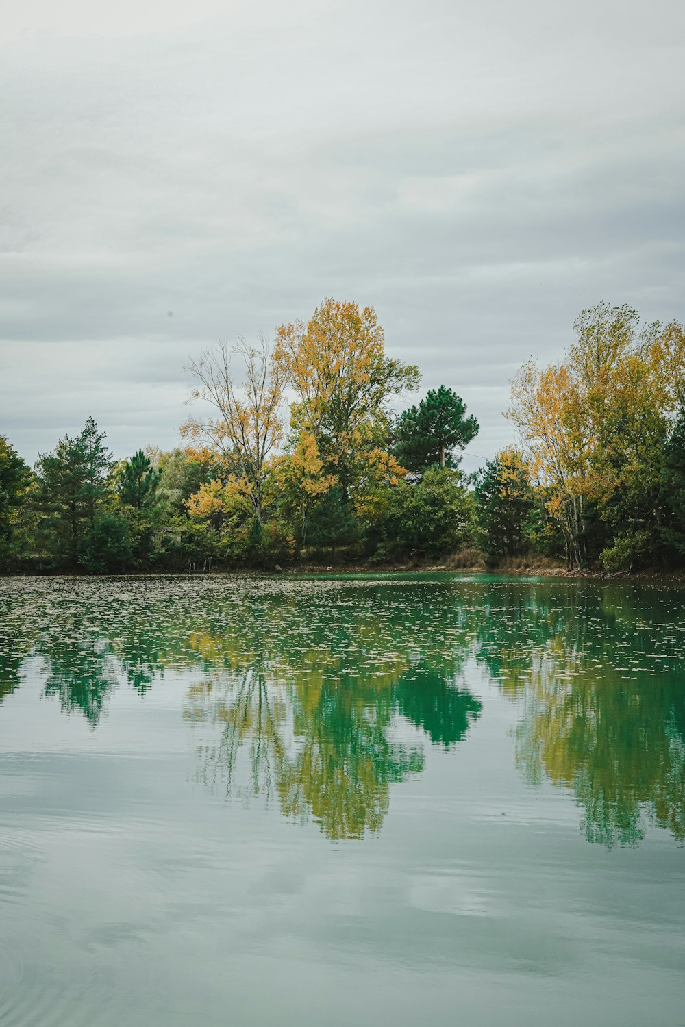 a body of water with trees in the background