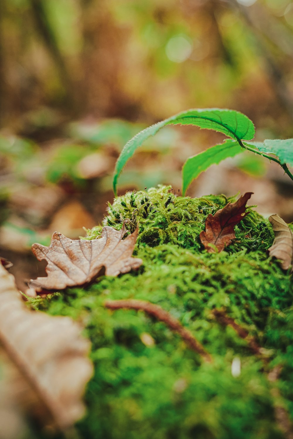 a small green plant growing out of a mossy log