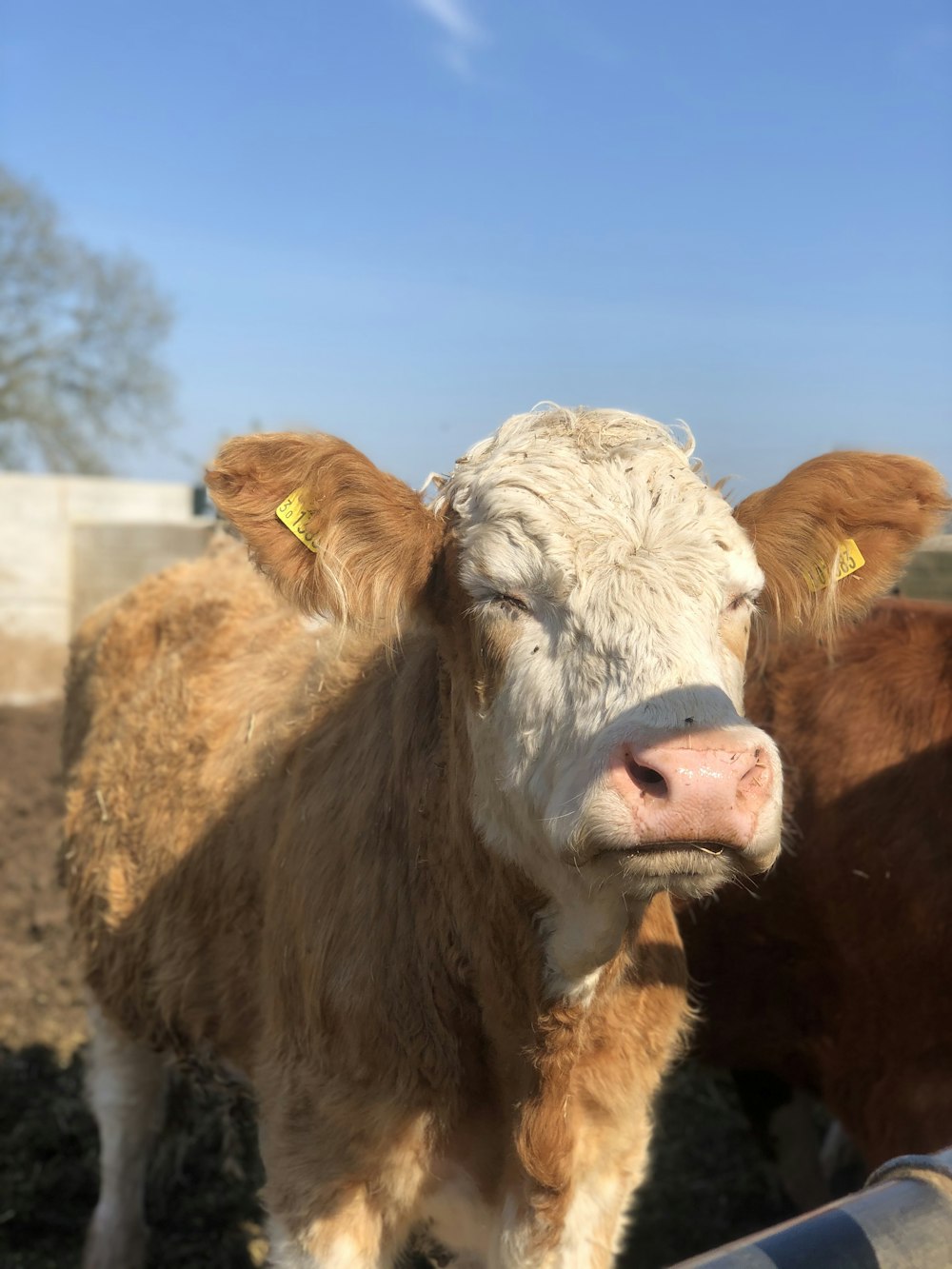 a close up of a cow in a fenced in area