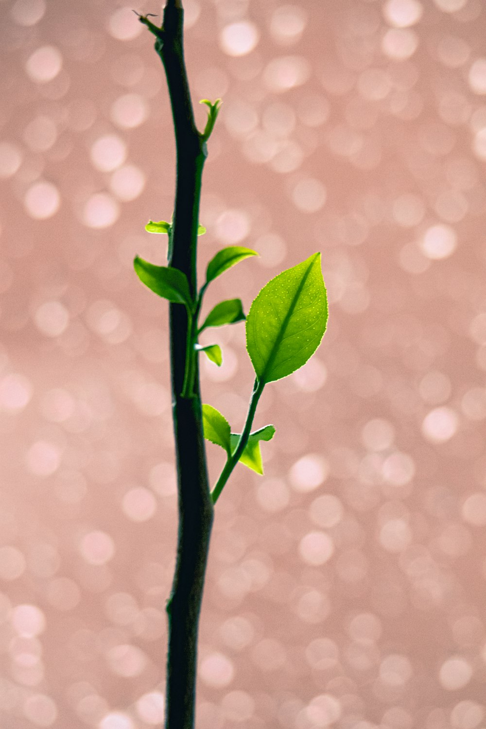 a small plant with green leaves in front of a pink background