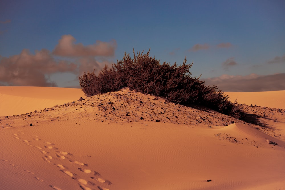 a lone tree on top of a sand dune