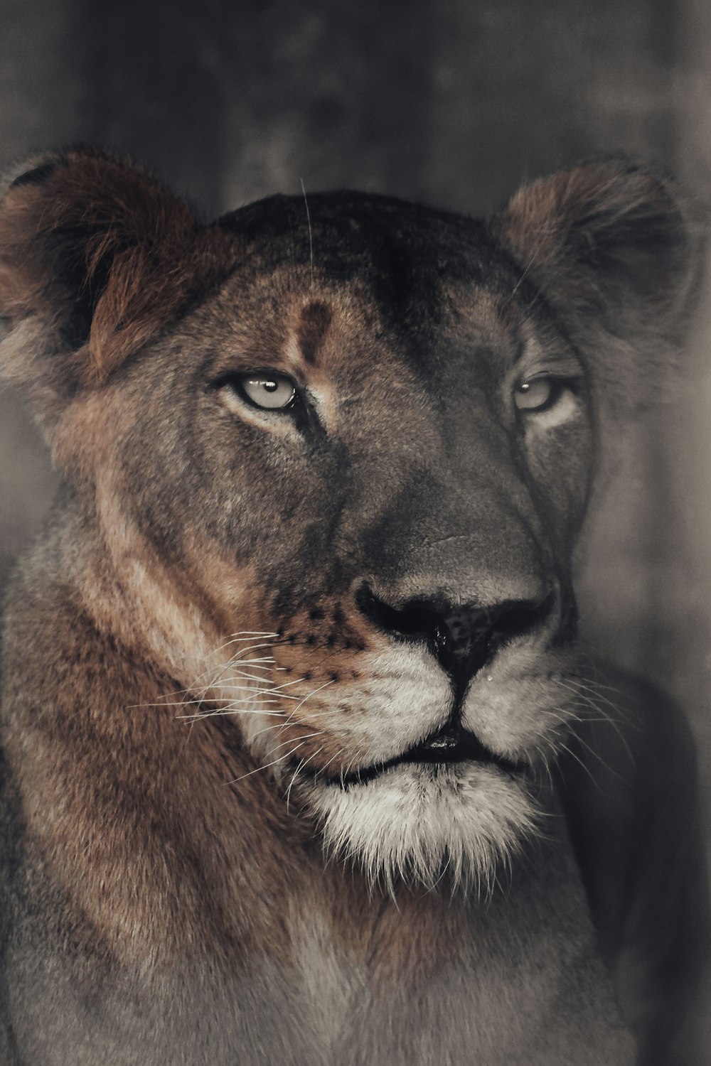 a black and white photo of a lion