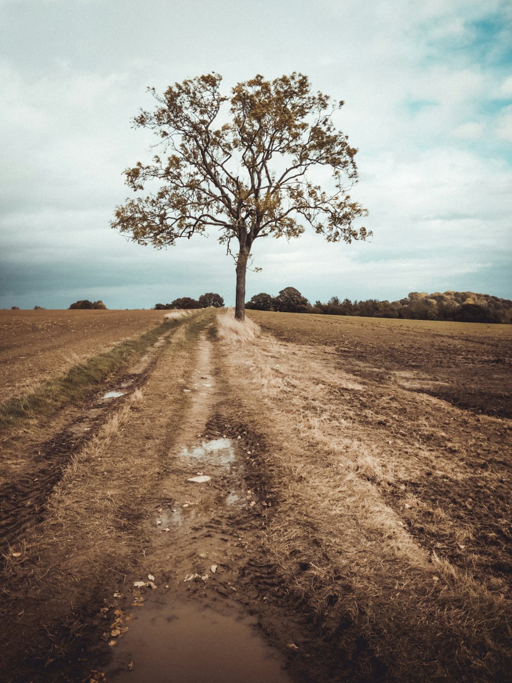 a dirt road with a tree in the middle of it