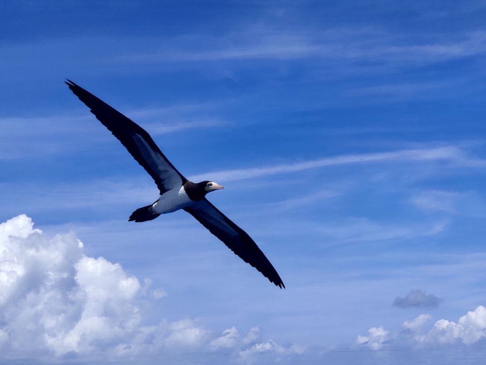 a large bird flying through a blue cloudy sky