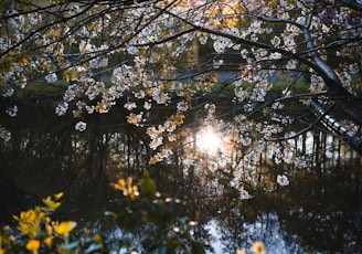 the sun shines through the branches of a tree