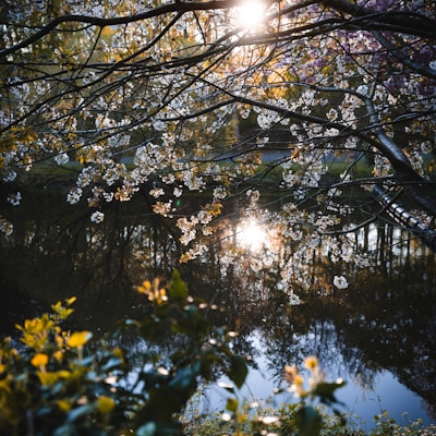 the sun shines through the branches of a tree