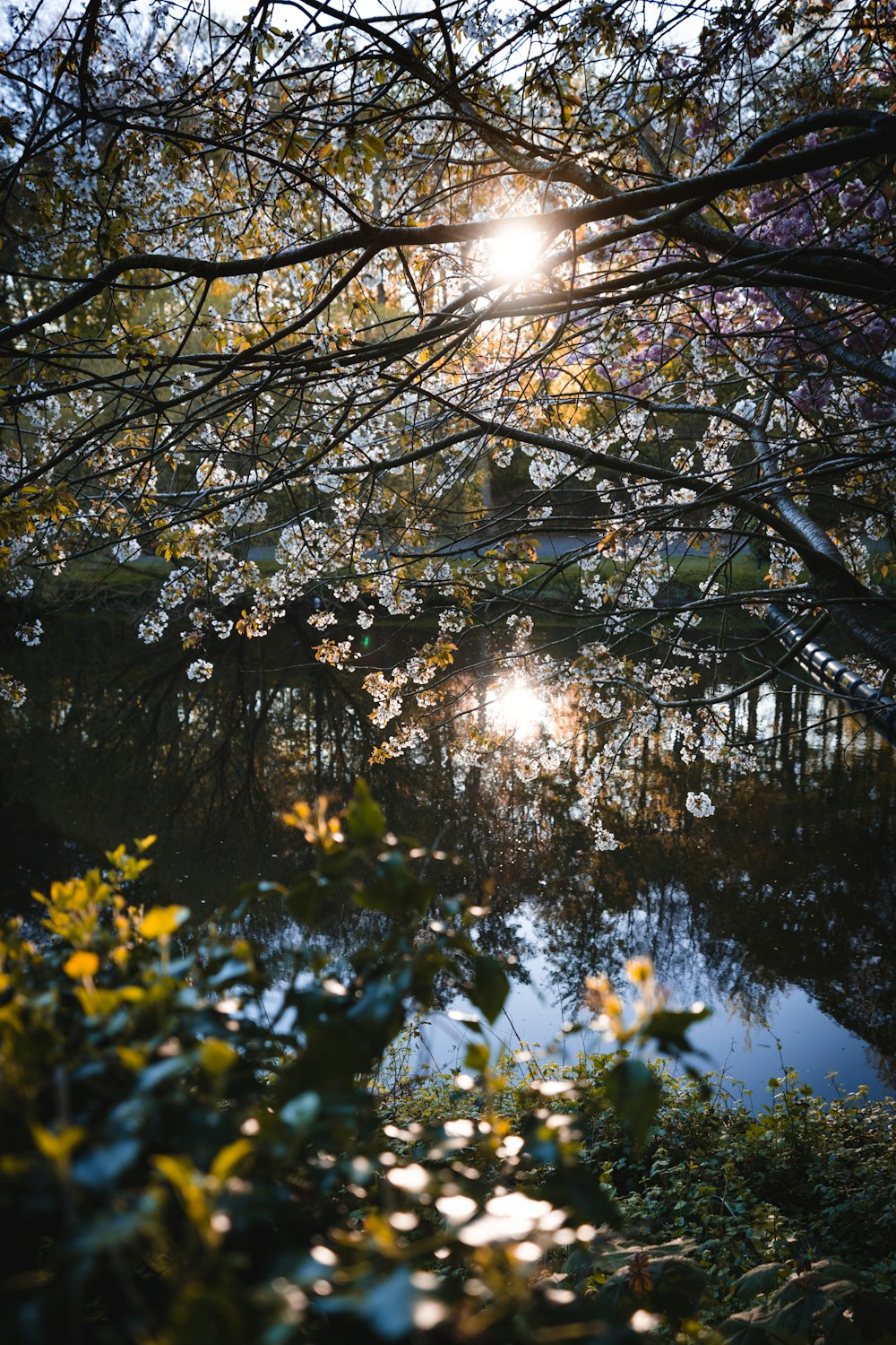 the sun shines through the branches of a tree