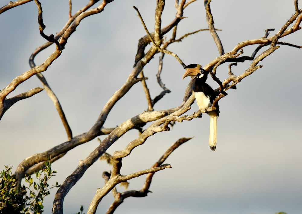 a bird sitting on a branch of a tree