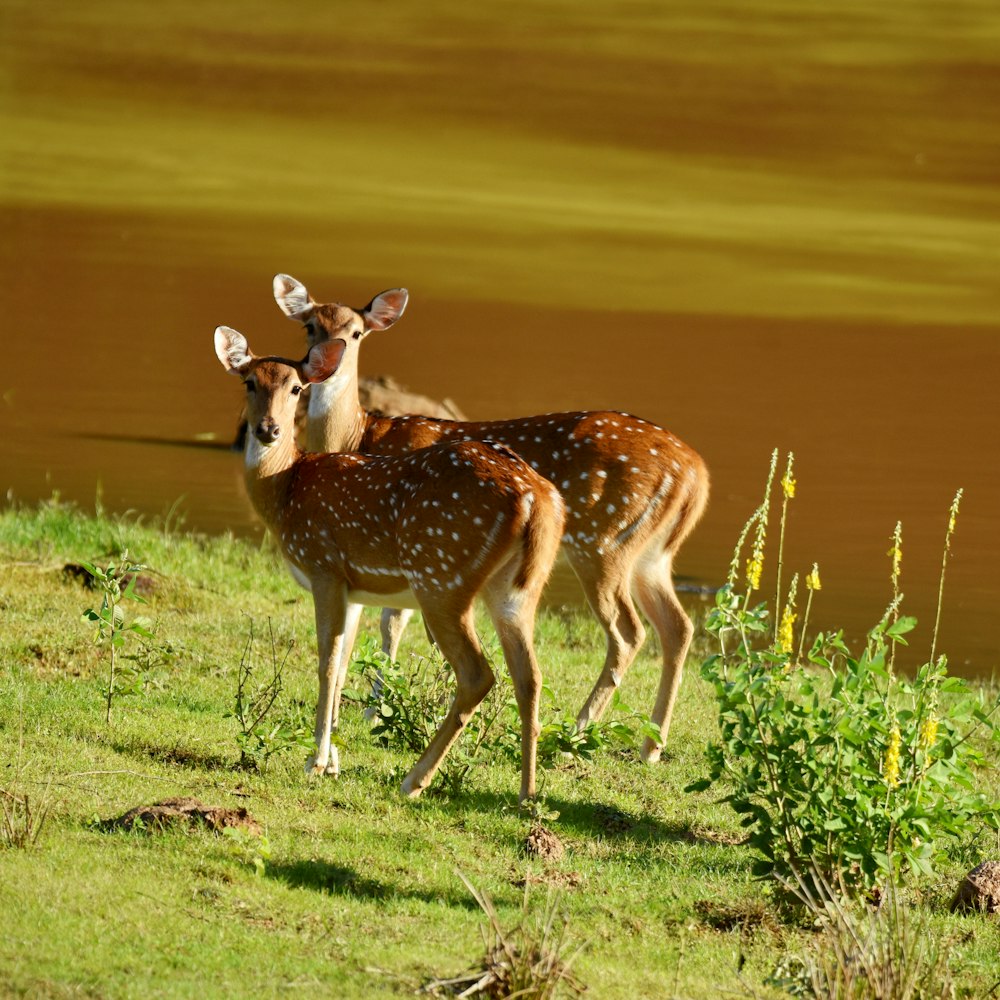 a couple of deer standing on top of a grass covered field