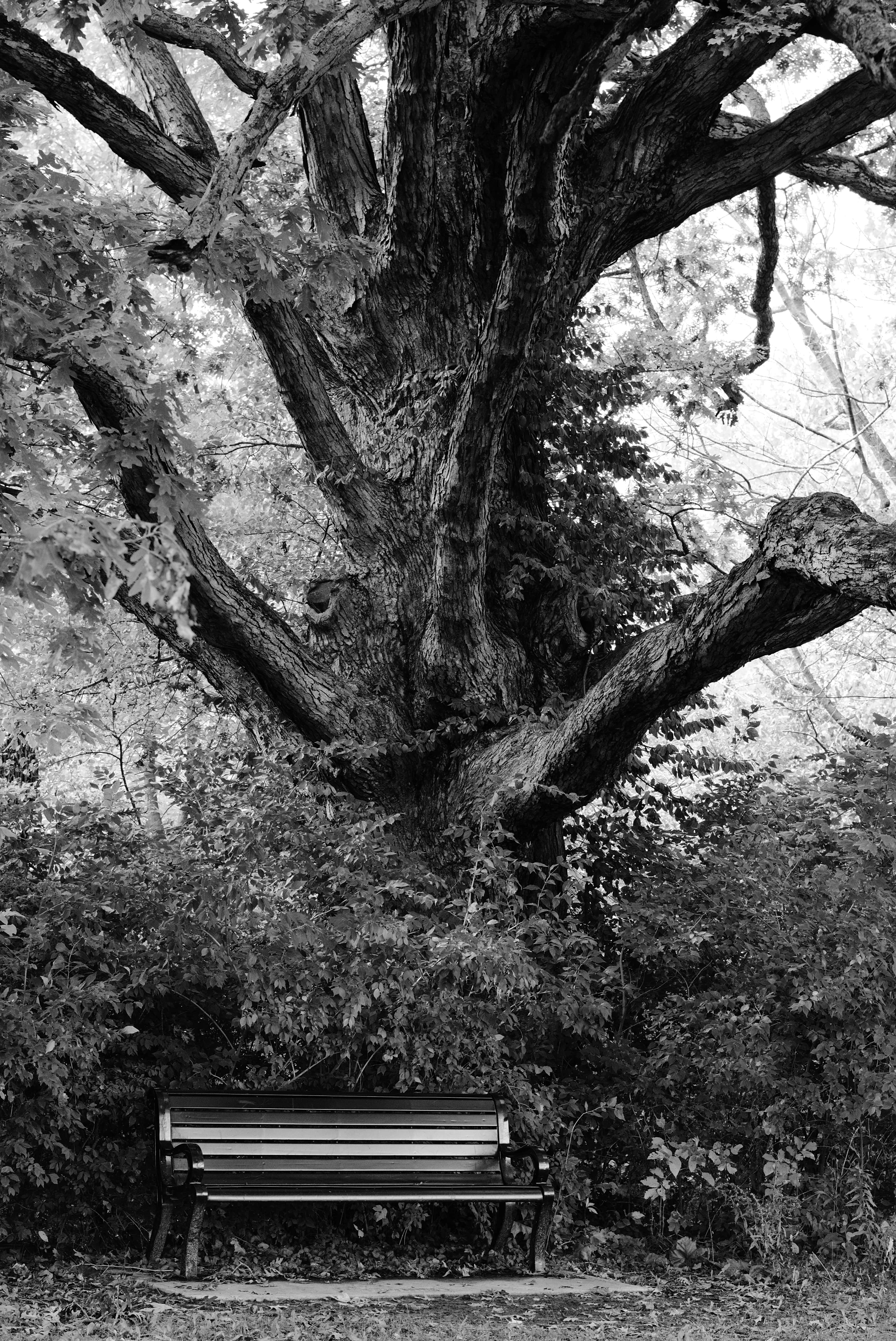 Photo by mrgreatheart