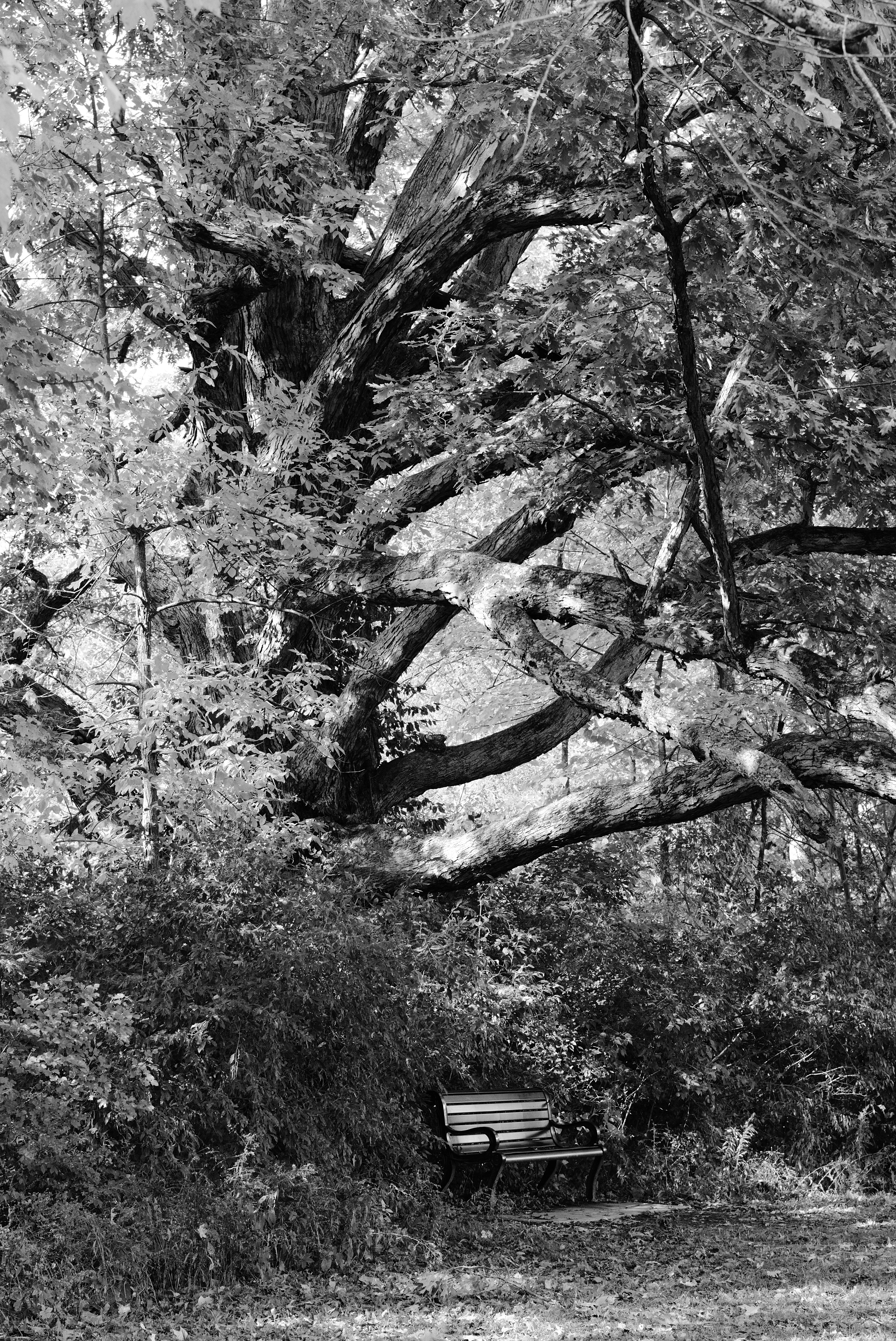 Photo by mrgreatheart