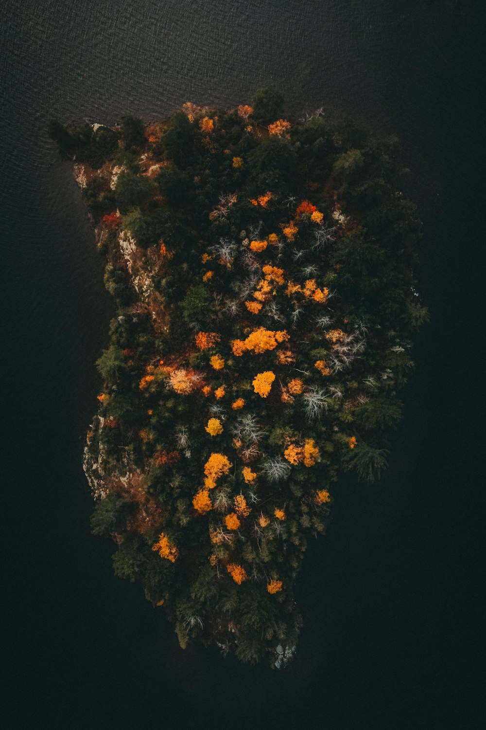 an aerial view of a tree in the middle of a body of water