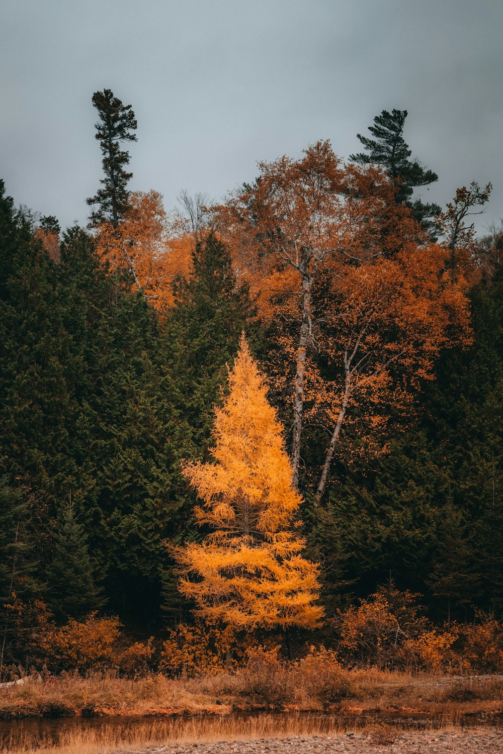 a group of trees that are in the grass