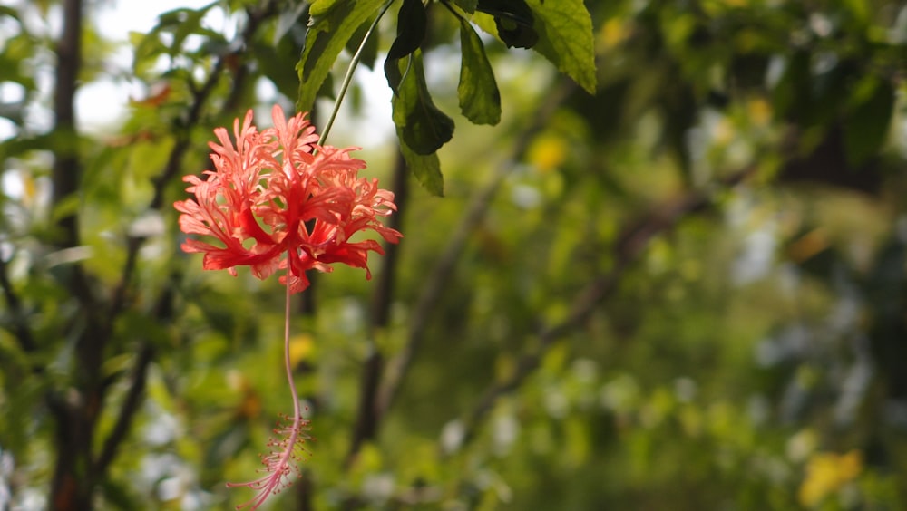 a close up of a red flower on a tree