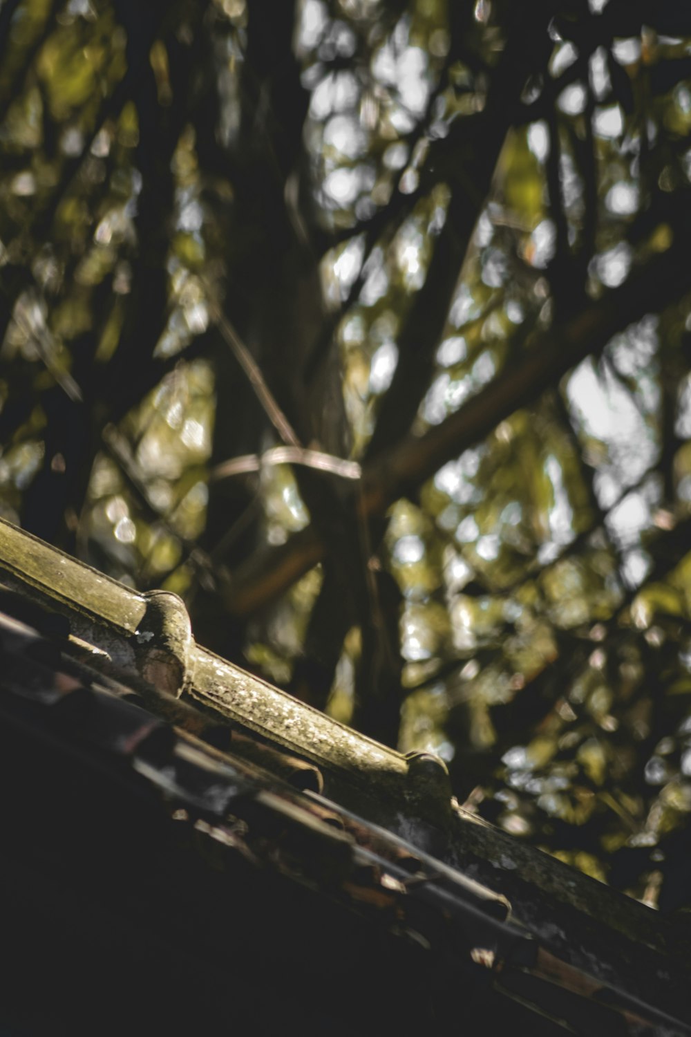 a close up of a roof with a tree in the background