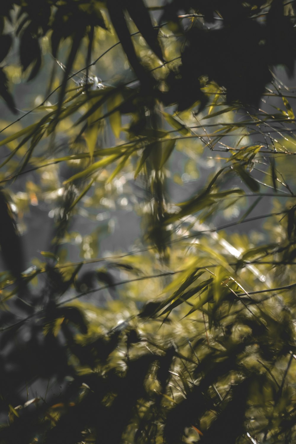 a blurry photo of a tree with leaves