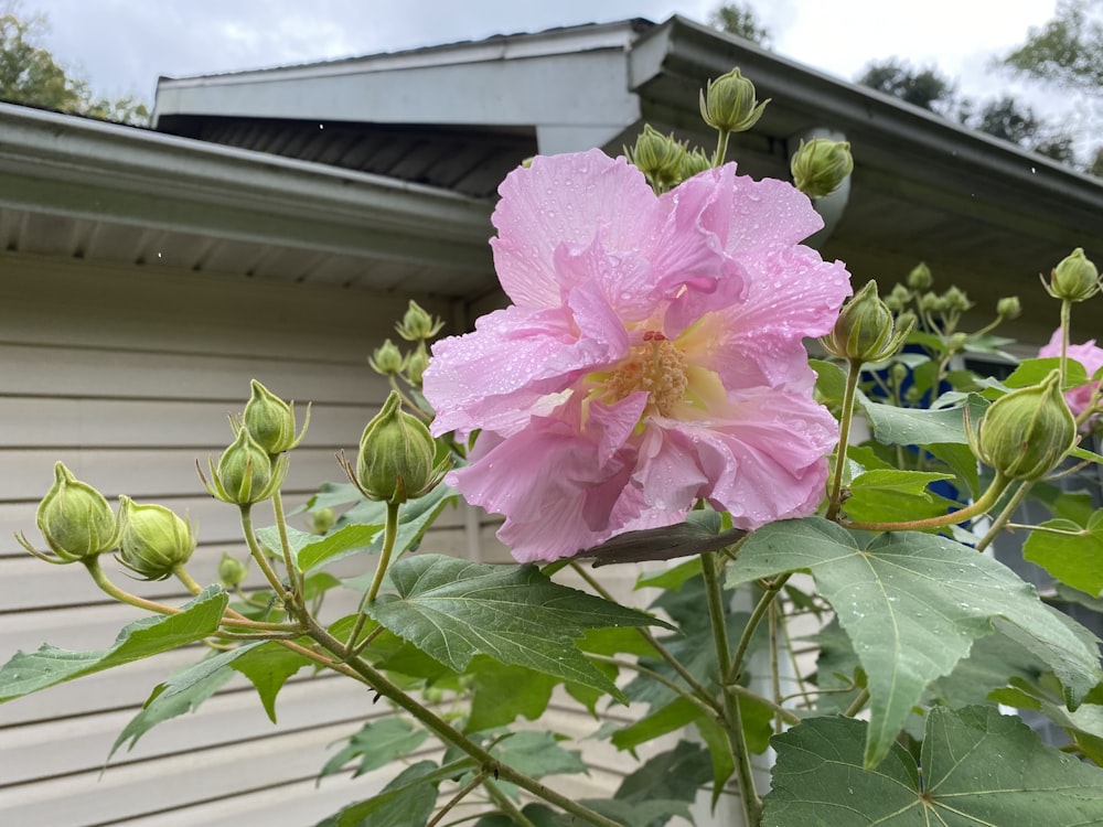 a pink flower with green leaves and a house in the background