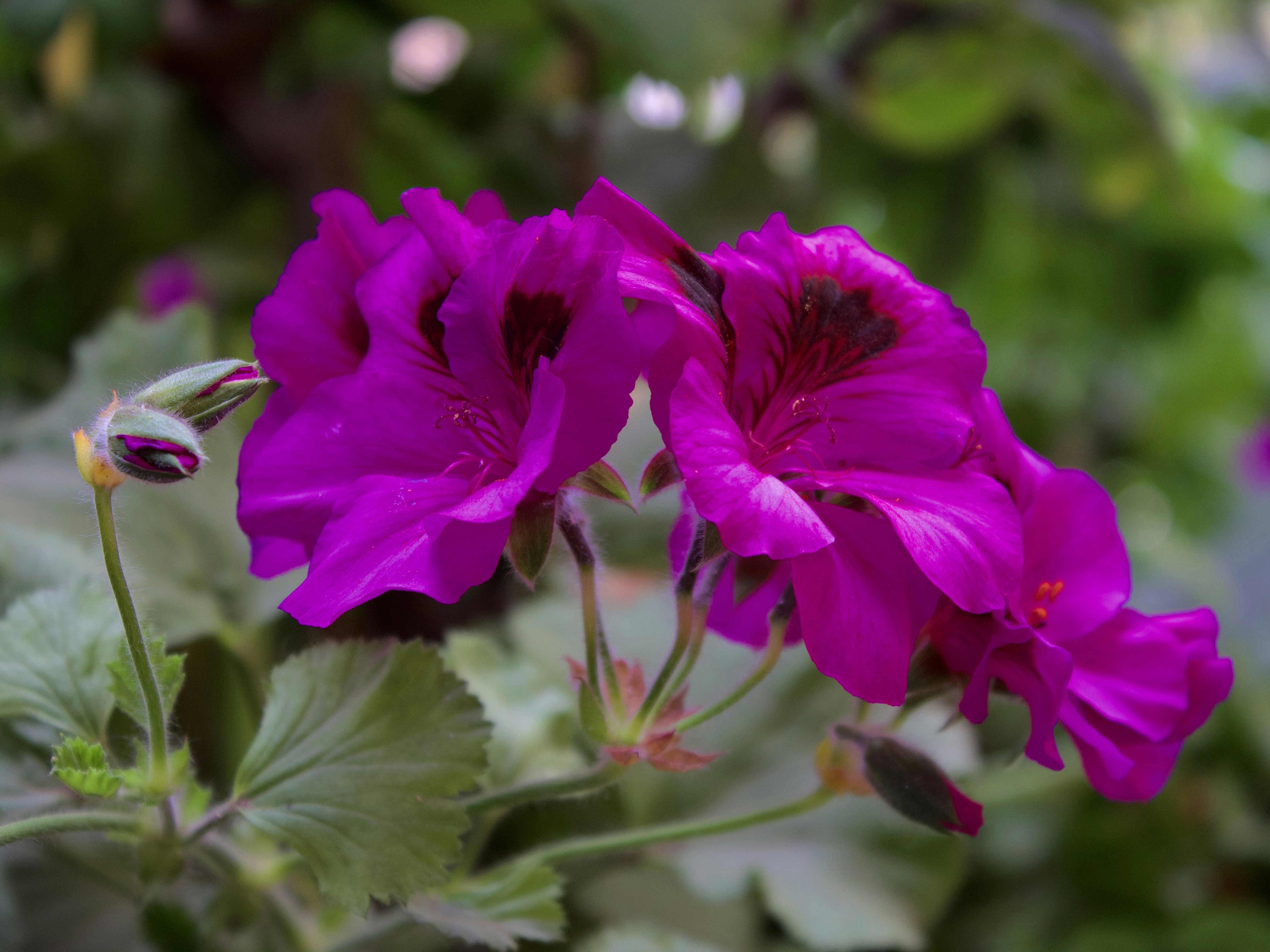 Photo by theskinnyratt