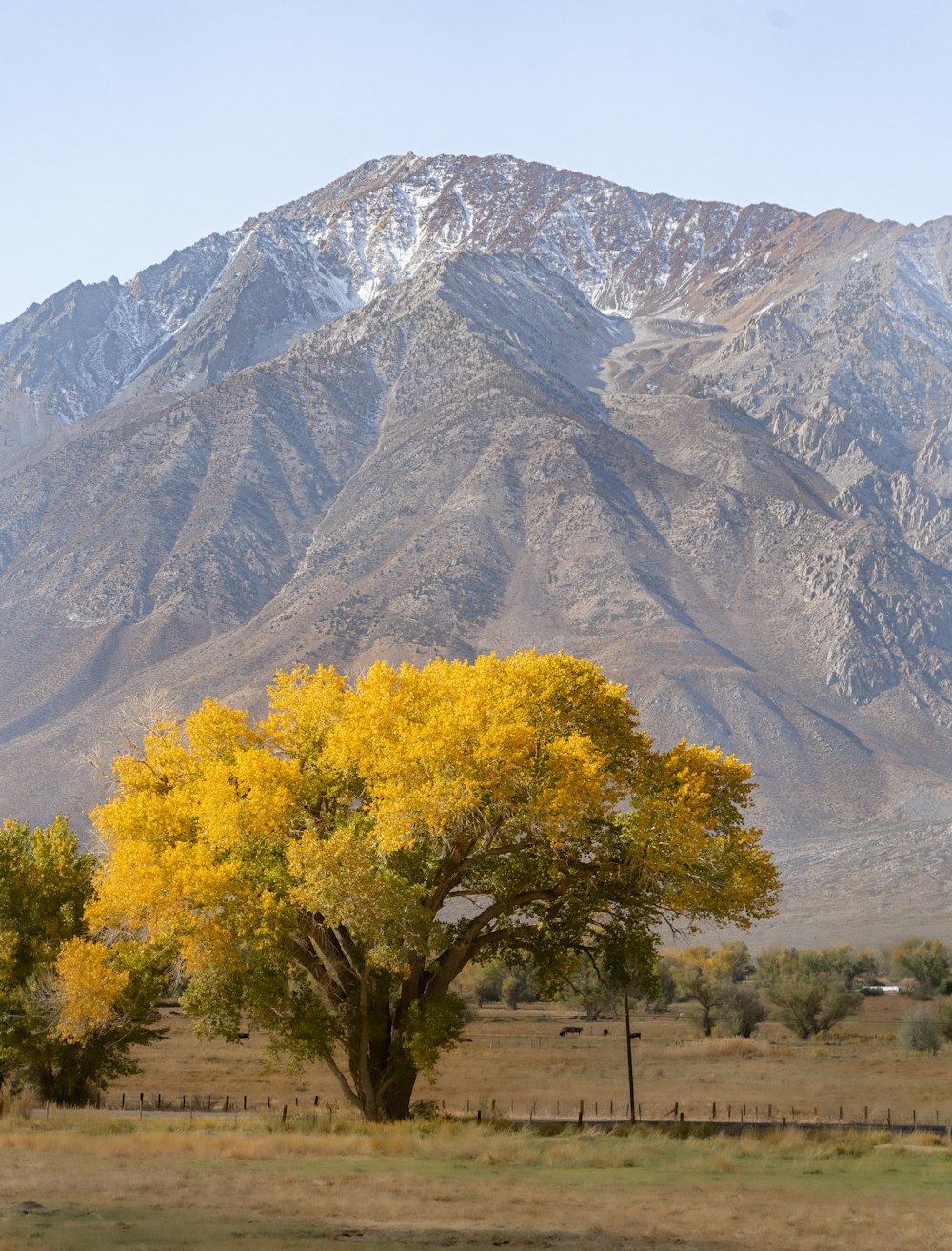 a tree in a field with mountains in the background