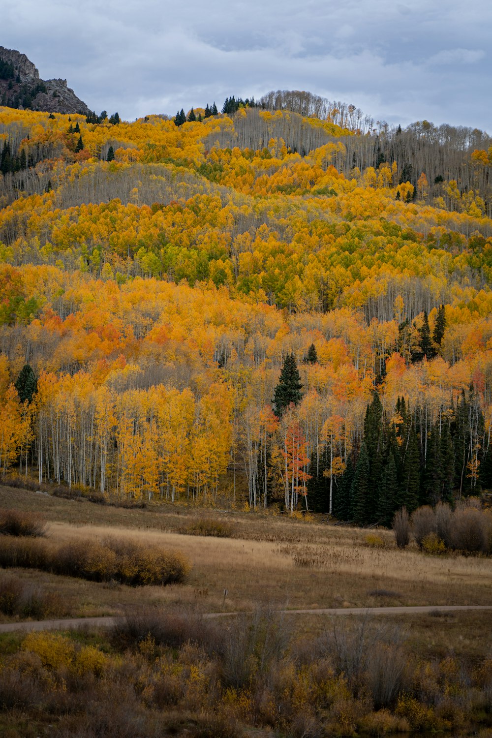 a mountain covered in lots of yellow and green trees