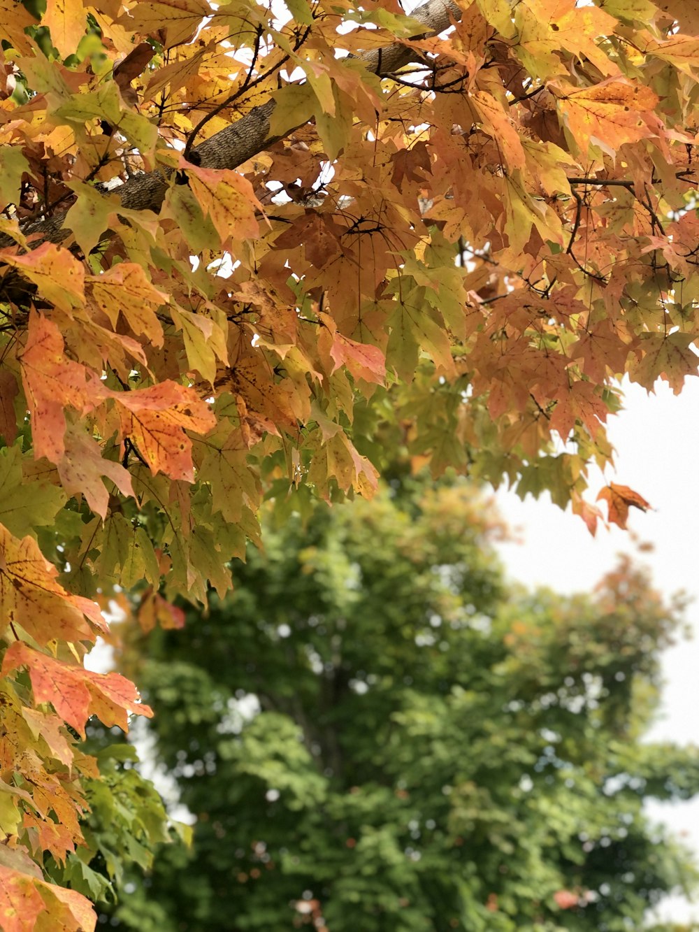 a bench under a tree with lots of leaves