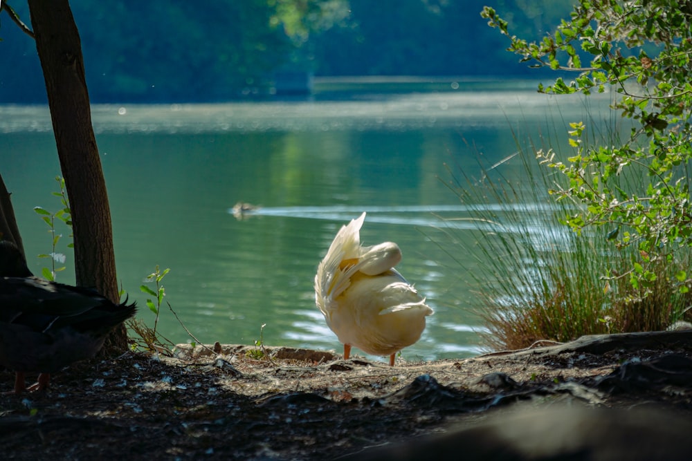 a duck standing on the shore of a lake