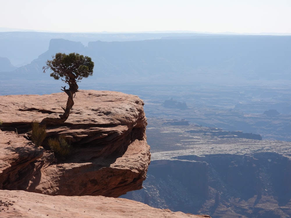a lone tree grows on the edge of a cliff