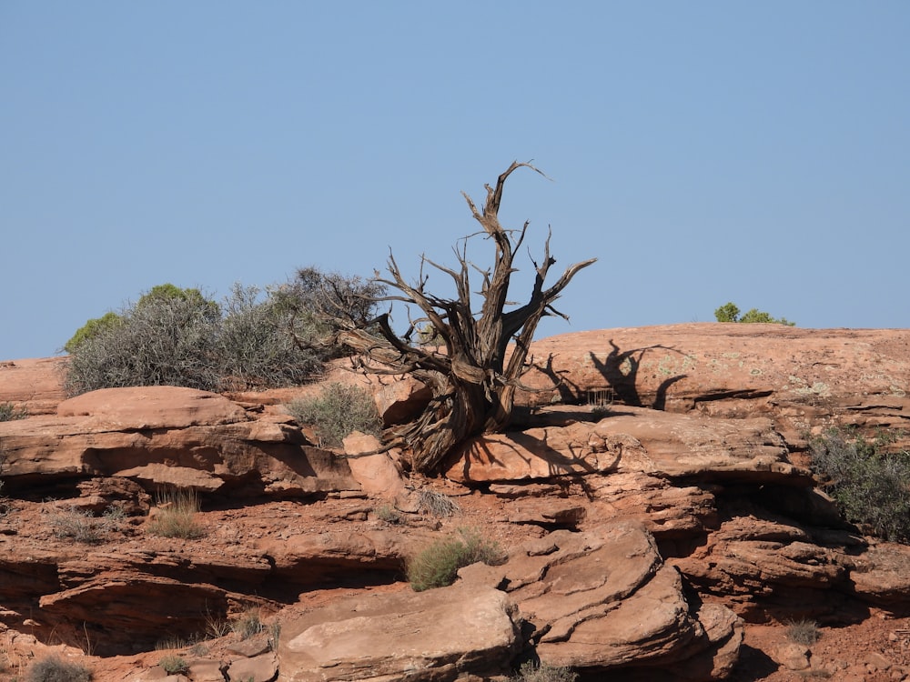 a tree that is standing in the dirt