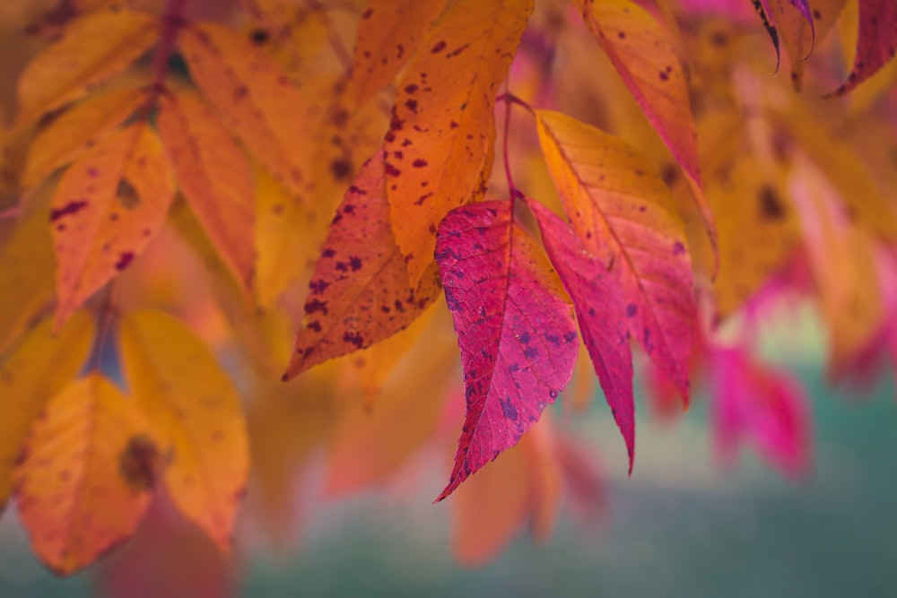 a close up of a tree with red and yellow leaves