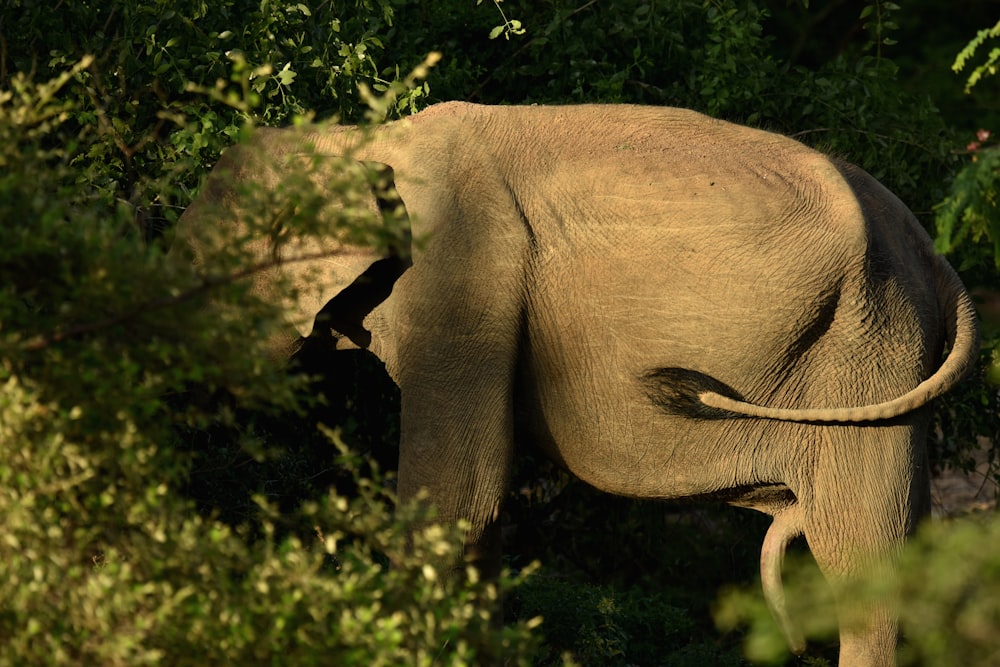 an elephant standing in the middle of a forest