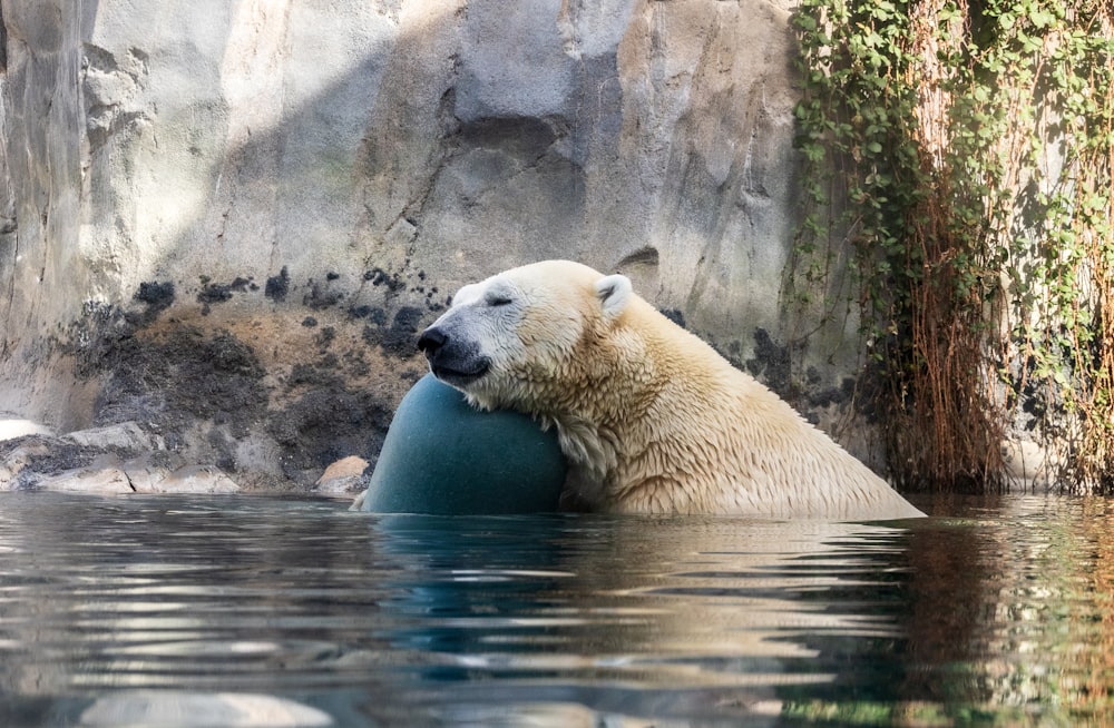 a polar bear is playing with a ball in the water