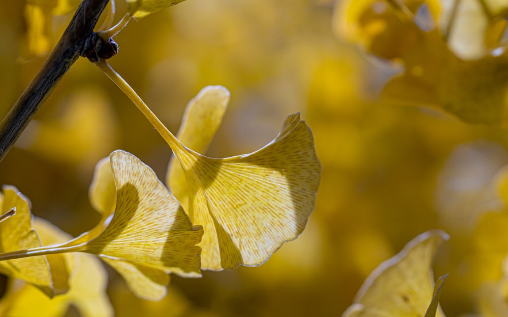 a close up of a yellow flower on a tree