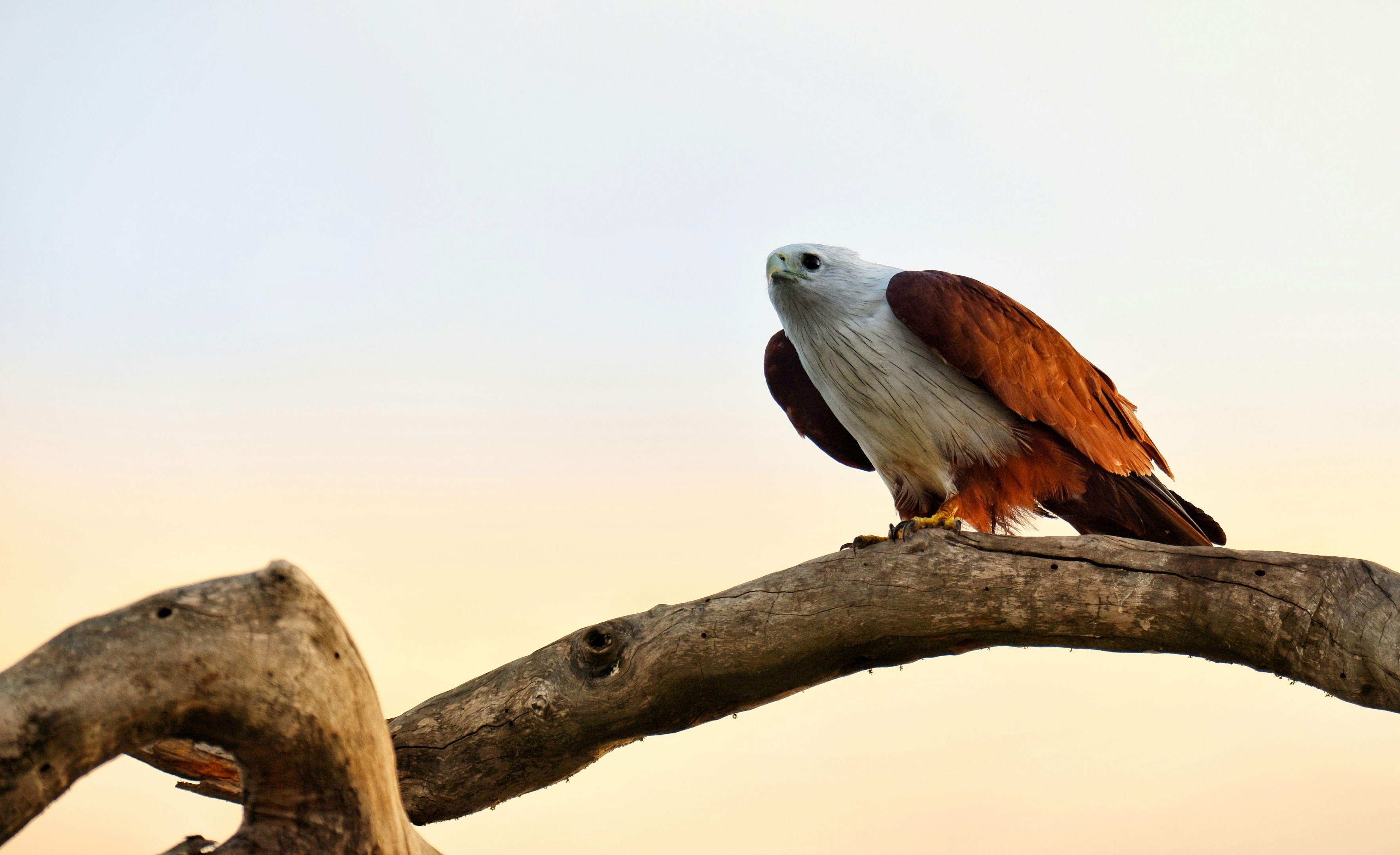 A bird sitting on a branch of a tree