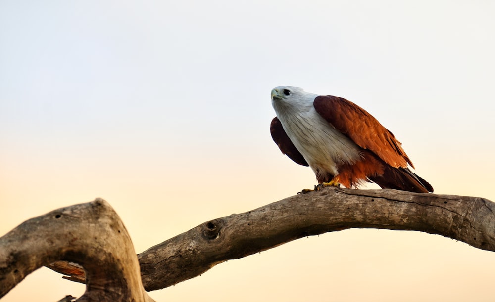 a bird sitting on a branch of a tree