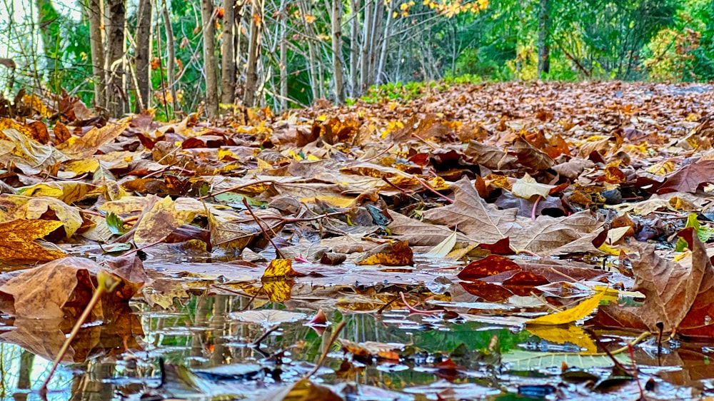 a bunch of leaves that are on the ground