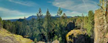 A panoramic view of a dense forest from a high vantage point