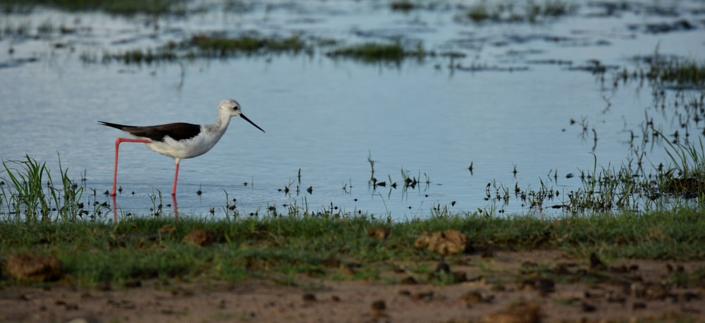 a bird with a long beak standing in the water